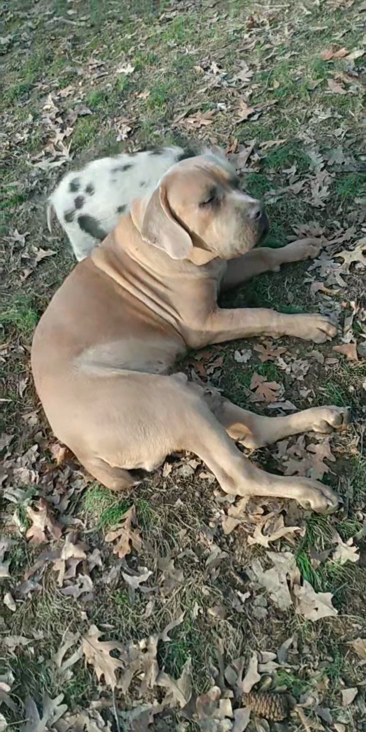 Cyrus in Paragould, Arkansas