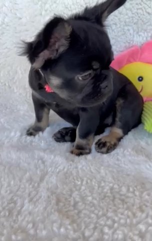 Black Tan Fluffy Anabelle in Fort Lauderdale, Florida