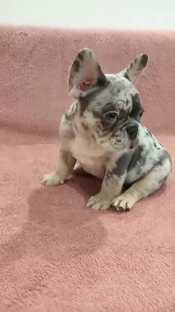 adorable French bulldog puppies for adoption and re-home in Fresno, California