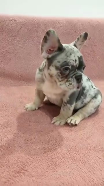 adorable French bulldog puppies for adoption and re-home in Fresno, California