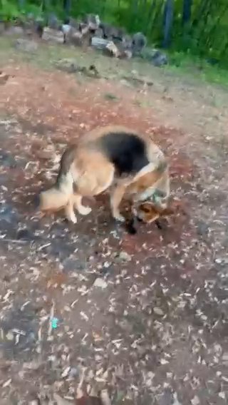 3year Old Male German Shepherd in Gainesville, Georgia