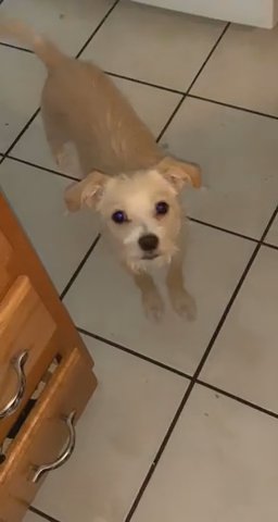 Chihuahua mixed with a Terrier in Gilbert, Arizona