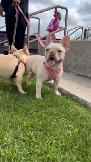 Frenchie Cuties in New Orleans, Louisiana
