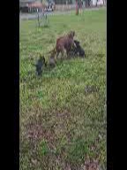 Service dog puppies.  Labrador in Clearlake, California