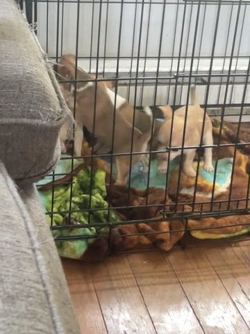 Babys in Urbana, Ohio