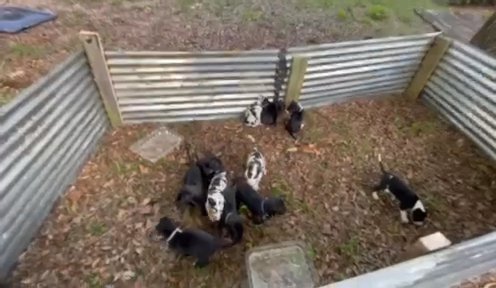 Akc Great Dane Puppies Available in Ocala, Florida