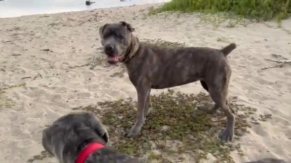 Rehoming Female Cane Corso in Honolulu, Hawaii