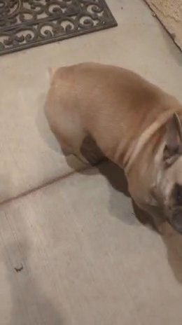 fawn n cream male frenchie in Phelan, California