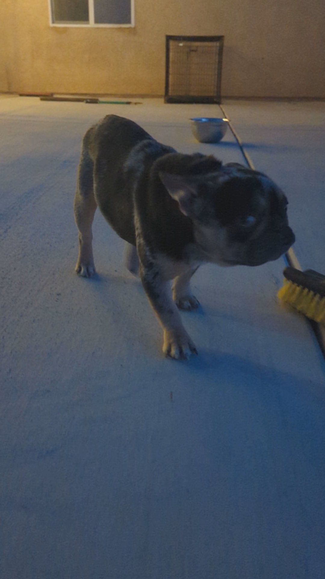 chocolate Merle male frenchie in Phelan, California