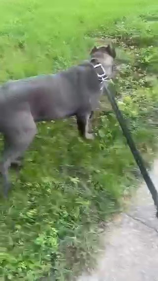 6month Old Male Cane Corso in Baltimore, Maryland