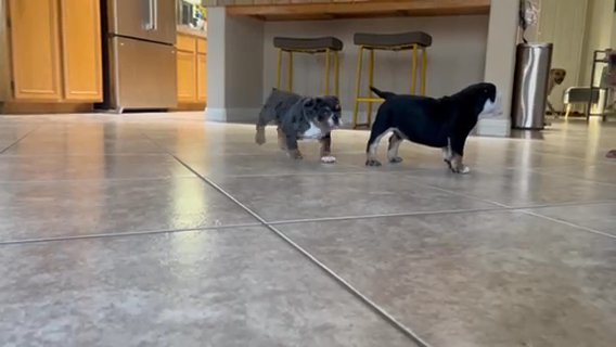 Micro Bullies in Eastvale, California