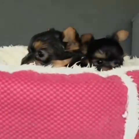 Yorkie in New York City, New York