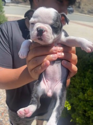 Puppy 2 Month Boston Terrier in San Diego, California