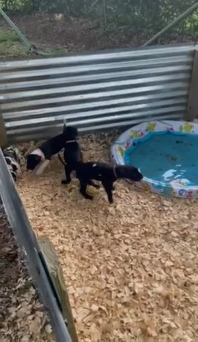 Great Dane Puppies in Ocala, Florida
