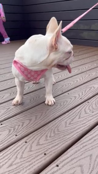 Lola in New Orleans, Louisiana