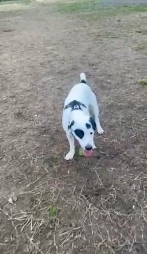 Papi Needs A New Home in Landover, Maryland