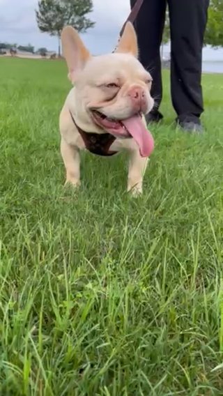 Beaux in New Orleans, Louisiana