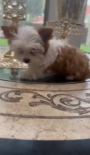 Milka (Chocolate sable Female) *$350 Off mothers Day Special* in Houston, Texas