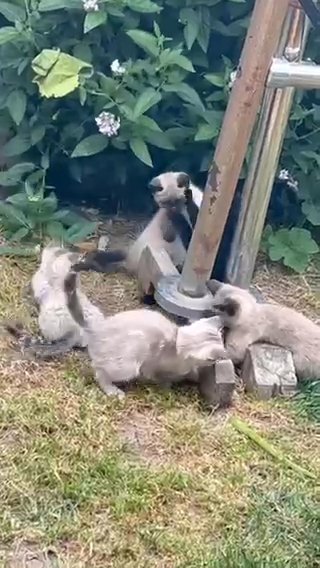 ? Beautiful Siamese Cat Seeking Loving Home! ? in San Leandro, California