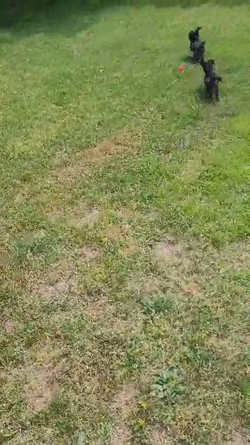 Yorkie Terrier poodle in Accokeek, Maryland