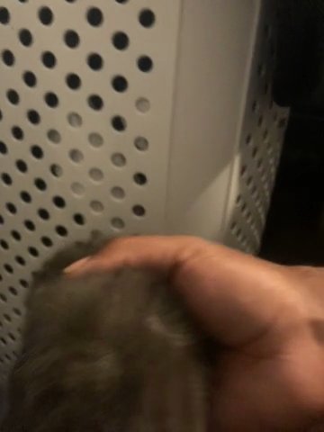 Kittens in Ferry Pass, Florida