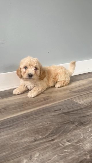 Mini/Toy goldendoodle in La Porte, Indiana