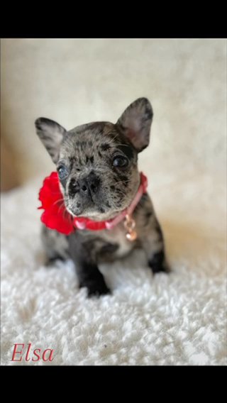 Elsa Black Tan Merle Female in Fort Lauderdale, Florida