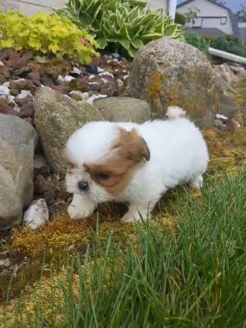 Willow (Shih Tzu) in Goshen, Indiana