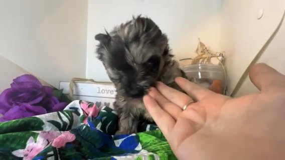 Pierre Quality Yorkie Lifetime Genetic Health Guarantee in Savannah, Georgia