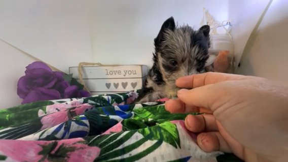Marigold Quality Yorkie Lifetime Genetic Health Guarantee in Savannah, Georgia