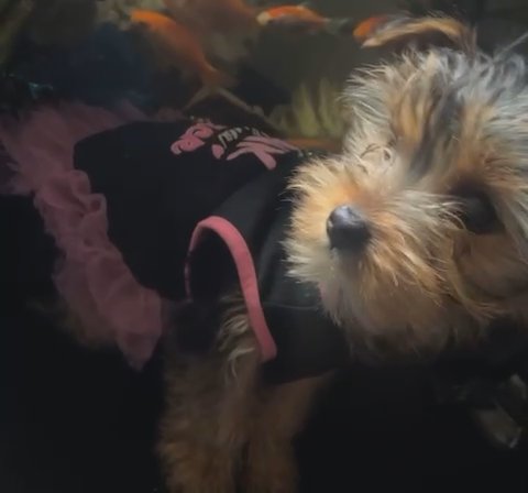Yorkie in Riverside, California
