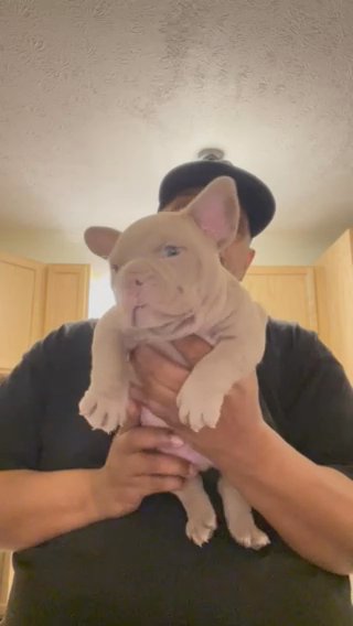 Exotic American Bully in Grand Rapids, Michigan
