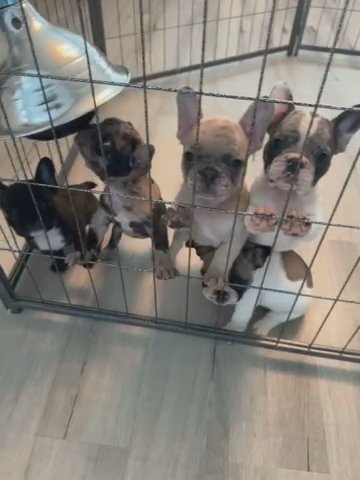 Frenchies in Stonecrest, Georgia