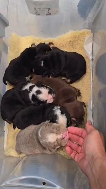 RAINBOW LITTER in Houston, Texas