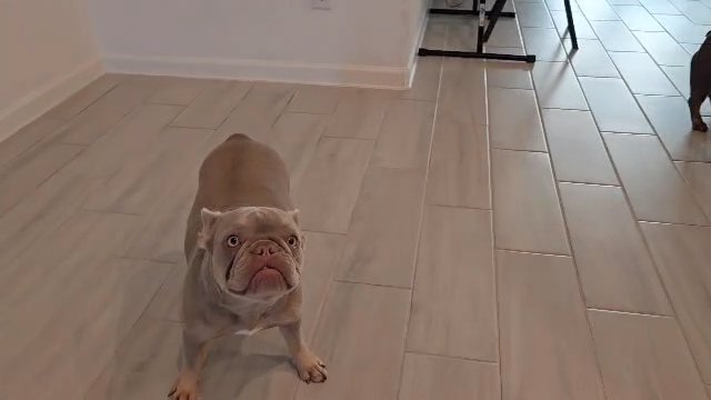 NEW SHADE ISABELLA FRENCHIES in Houston, Texas