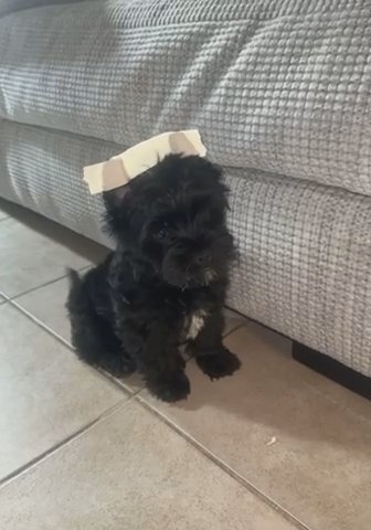 Male Yorkie in Houston, Texas