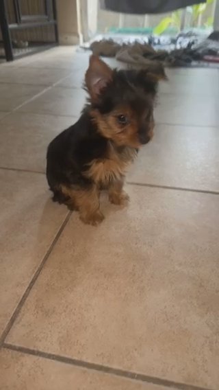 Male Yorkie in Houston, Texas