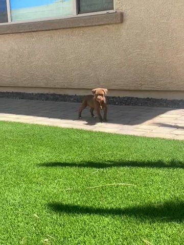 6-7 Week Old Labrador Mix in Phoenix, Arizona