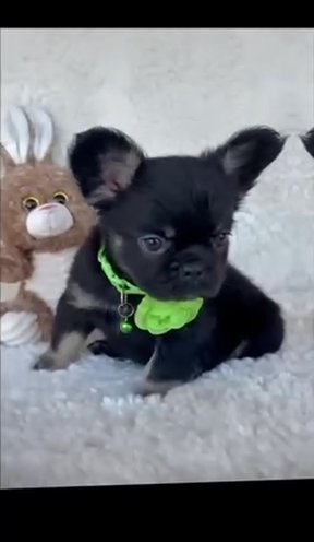 Anabelle Black Tan Fluffy in Fort Lauderdale, Florida