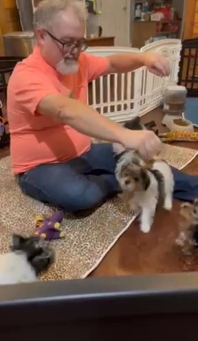 Sold Male Parti Yorkie in Hammond, Louisiana