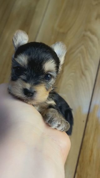 True Teacup Yorkie in Cookeville, Tennessee