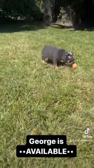 George in Pembroke Pines, Florida