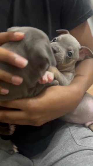American Bully Puppies For Sale Serious Inquiries Only in Orange, Texas