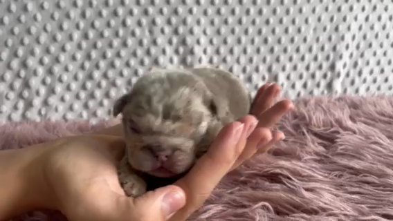 Lilac And Tan Merle in Dallas, Texas
