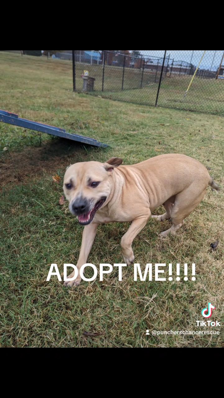 Meet Kenya! in Knoxville, Tennessee