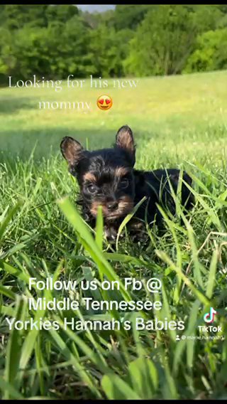 Dark Traditional Yorkie in Cookeville, Tennessee
