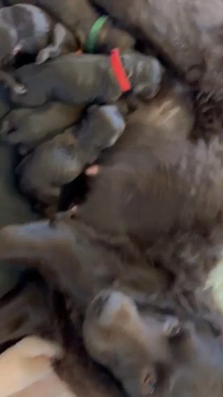 8 Week Old Boykin Spaniel in Fuquay-Varina, North Carolina