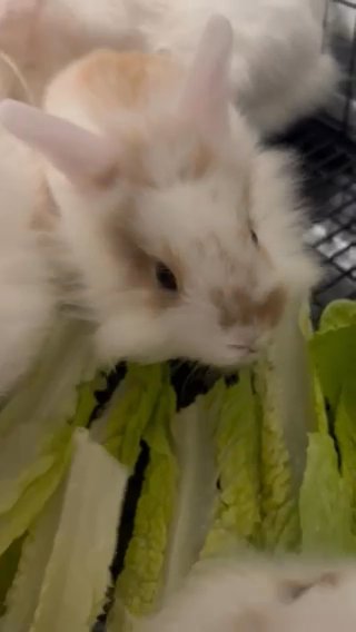 Lionhead Bunnies in Philadelphia, Pennsylvania