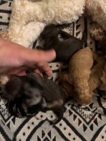 Cockapoos in Chicago, Illinois