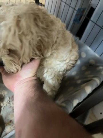 Cockapoo in Chicago, Illinois